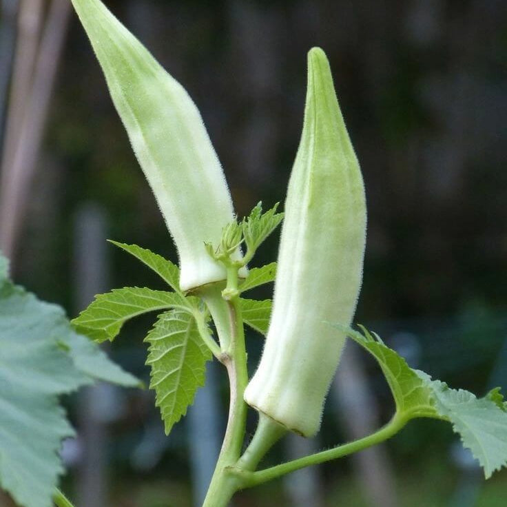 White Okra Seeds