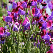 Sweet Pea Seeds – Lathyrus odoratus