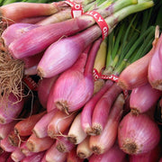 Tropeana Lunga Heirloom Onion Seeds