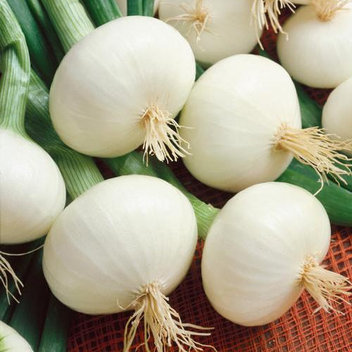 Paris Silverskin Pearl Onion Seeds