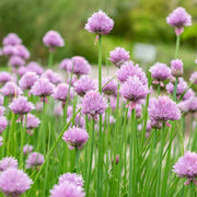 Chives Seeds, Allium schoenoprasum Herb Seeds