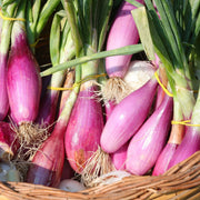Tropeana Lunga Heirloom Onion Seeds