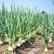 Onion Seeds - All In One For Home Gardens