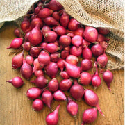 Shallots Onion Seeds