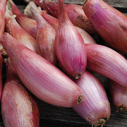 Shallots Onion Seeds