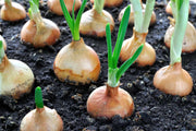 Onion Seeds – Allium cepa
