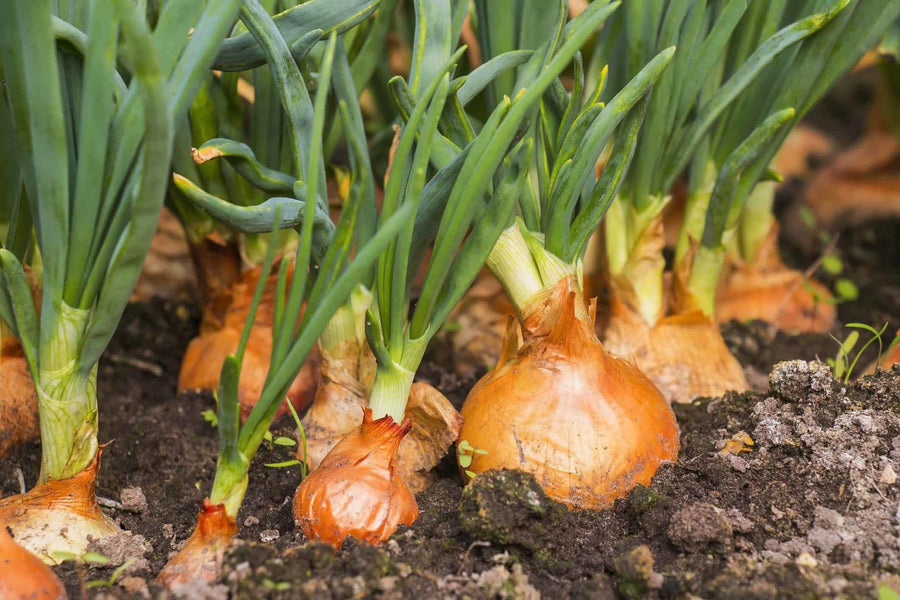 Onion Seeds – Allium cepa