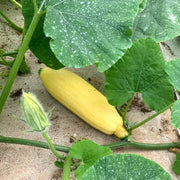 Open Pollinated Squash Seeds - Vegetable Plant