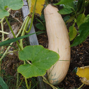 Open Pollinated Squash Seeds - Vegetable Plant