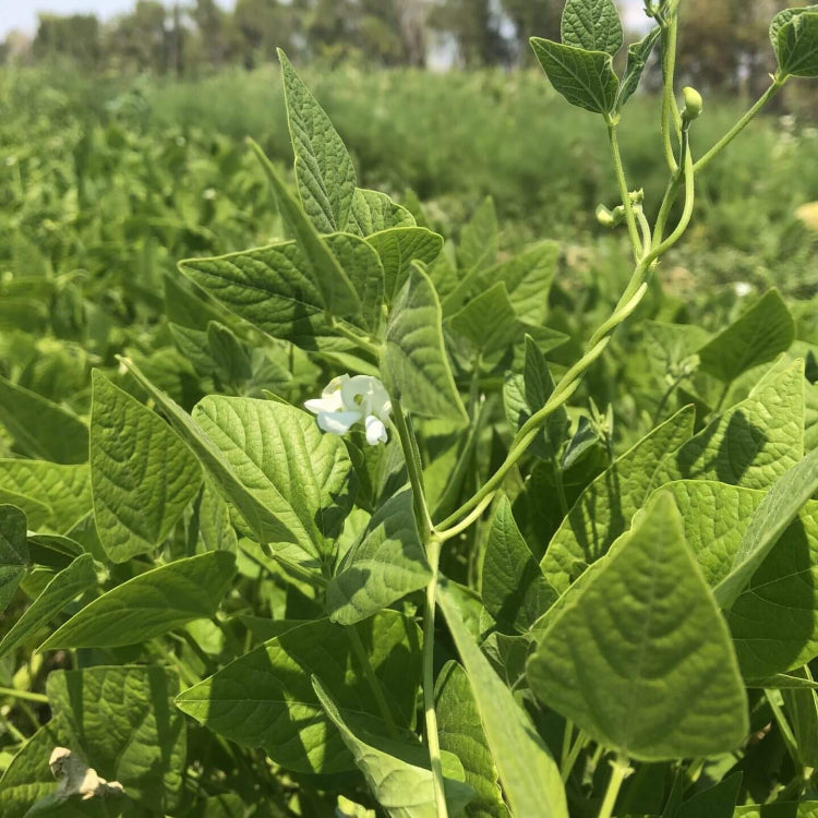 Open Pollinated Tepary Bean Seeds - Vegetable Plant
