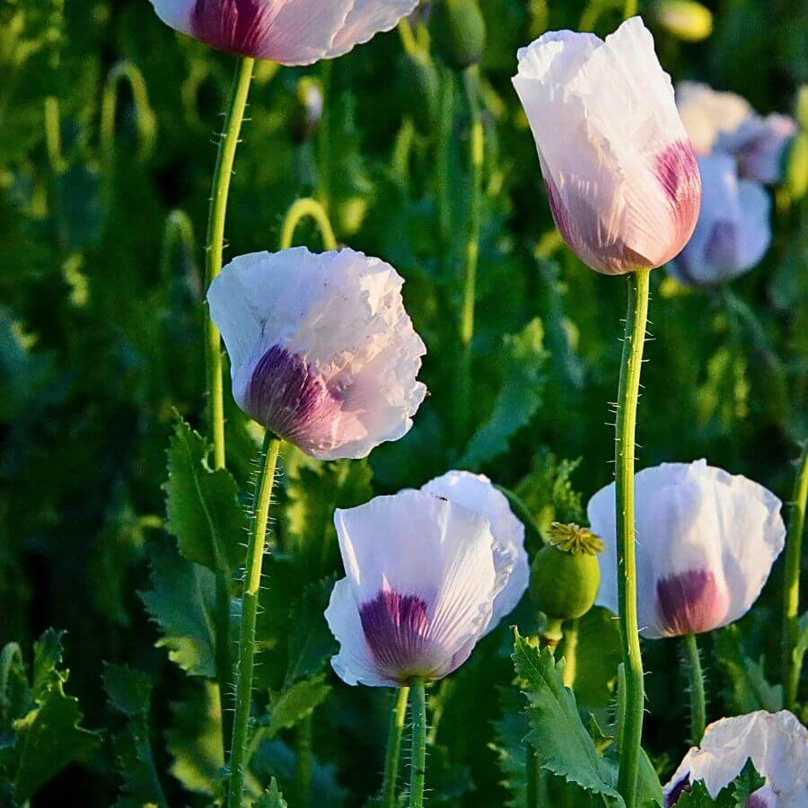 Opium Seeds, Papaver somniferum