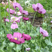 Opium Seeds, Papaver somniferum