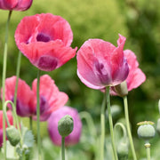 Opium Seeds, Papaver somniferum