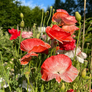 Opium Seeds, Papaver somniferum