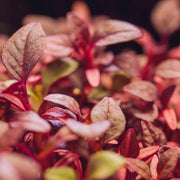 Nutrient-Rich Amaranthus Seeds