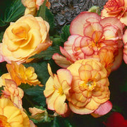 Orange Begonia Seeds