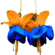 Orange Blue Fuchsia Hybrida Seeds - Flower Plant