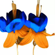 Orange Blue Fuchsia Hybrida Seeds - Flower Plant