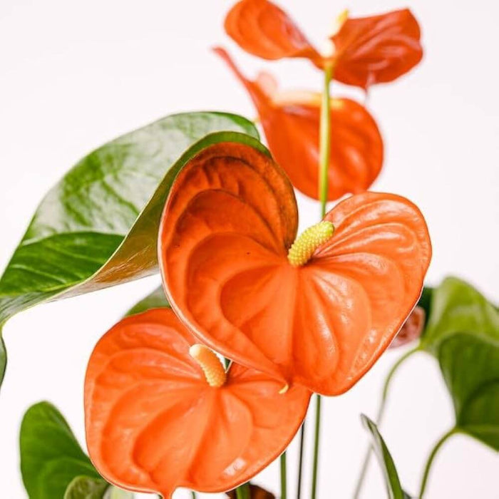 Orange Blue anthurium Seeds