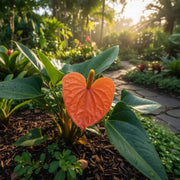 Orange Blue anthurium Seeds