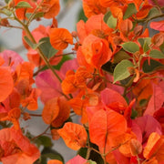 Orange Seeds, Bougainvillea glabra