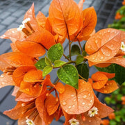 Orange Seeds, Bougainvillea glabra