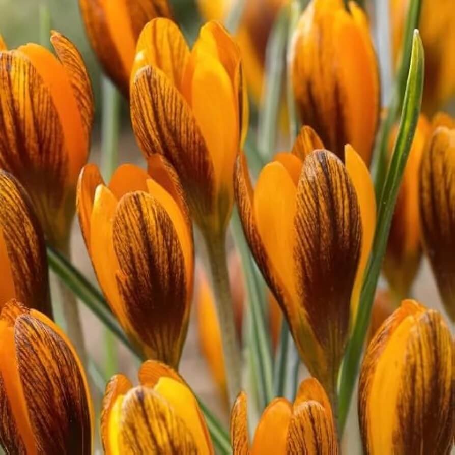 Orange Brown Crocus Seeds