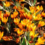 Orange Brown Crocus Seeds