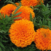 Yellow Seeds, Dianthus caryophyllus Flower Seeds