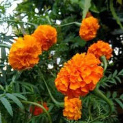 Yellow Seeds, Dianthus caryophyllus Flower Seeds