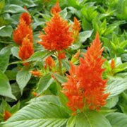 Pollinator Orange Celosia Seeds