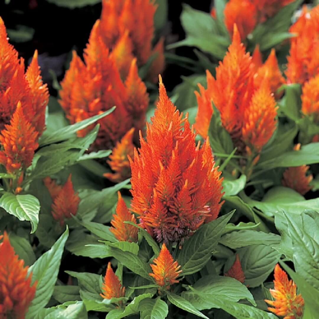Pollinator Orange Celosia Seeds