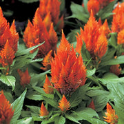 Pollinator Orange Celosia Seeds