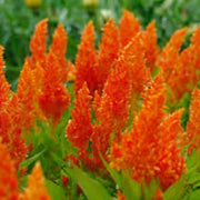 Pollinator Orange Celosia Seeds