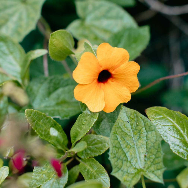 Orange Clock Vine Seeds