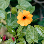 Orange Clock Vine Seeds