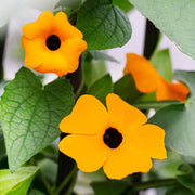 Orange Clock Vine Seeds