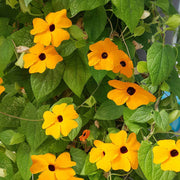 Orange Clock Vine Seeds