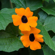 Orange Clock Vine Seeds