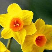 Orange Dark Yellow Daffodil Seeds - Flower Plant