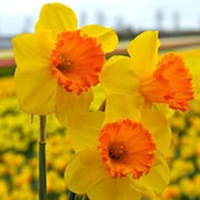 Orange Dark Yellow Daffodil Seeds - Flower Plant