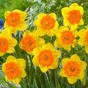 Orange Dark Yellow Daffodil Seeds - Flower Plant