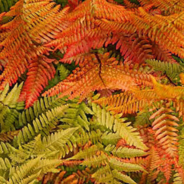 Orange Fern Seeds - Flower Plant