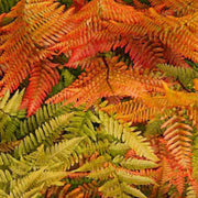Orange Fern Seeds - Flower Plant