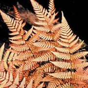 Orange Fern Seeds - Flower Plant