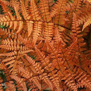 Orange Fern Seeds - Flower Plant