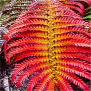 Orange Fern Seeds - Flower Plant