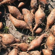 Orange Flesh Yacon Seeds - Vegetable Plant