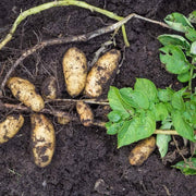 Orange Flesh Yacon Seeds - Vegetable Plant