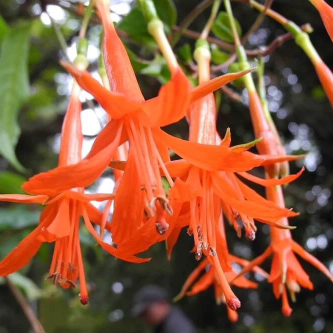 Orange Fuchsia Seeds - Flower Plant